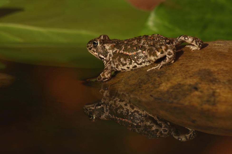 Sapo corredor (Bufo calamita) a la carrera